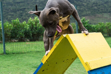 Blue nose Pit bull dog playing and having fun in the park. Grassy floor, agility ramp, ball....