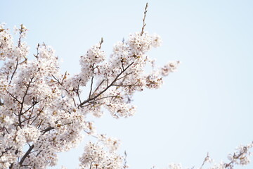 하얀 벚꽃