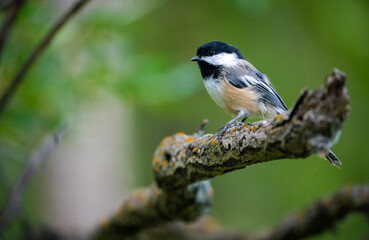 Black-capped chickadee bird on branch and green foliage background.
