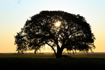 landscape with big tree and sunset