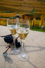Tasting of white brut champagne wine outdoor with view on colorful autumn pinot noir grand cru vineyards of famous champagne houses in Montagne de Reims near Verzenay, Champagne, France