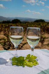 Tasting of white wine on vineyards of Cyprus. Wine production on Cyprus, tourists wine route.