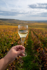 Tasting of french sparkling white wine with bubbles champagne on outdoor terrace with view on colorful grand cru Champagne vineyards in Cramant in October, near Epernay, France