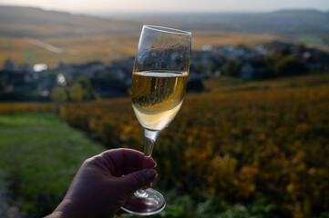 Tasting of premier cru sparkling white wine with bubbles champagne on outdoor terrace with view on colorful vineyards in Hautvillers in October, near Epernay, France