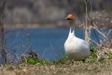 Snow gooses during migration in the Cap Tourmente National Wildlife Area (Quebec, Canada)