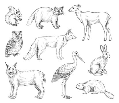 Animals of Europe set. Simple sketches with raccoon, fox, lynx, rabbit, squirrel, heron, owl and beaver. Forest or wild mammals and birds. Cartoon linear vector collection isolated on white background