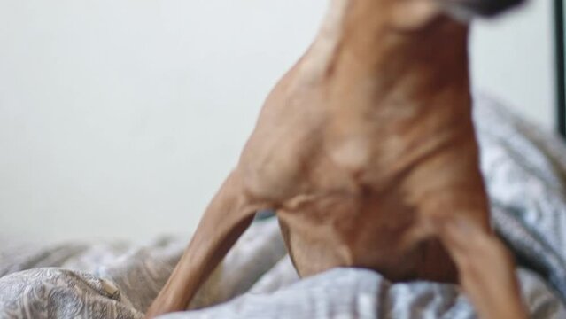 A beautiful purebred miniature pinscher lies in a blanket on a bed and looking attentively to the side jumps to the floor, close-up view from below in slow motion with depth of field. Pets lifestyle c