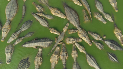 
alligators in the pantanal river