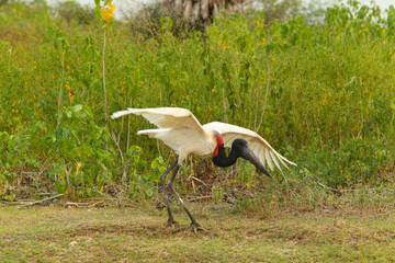 
bird of the brazilian pantanal tuiuiú