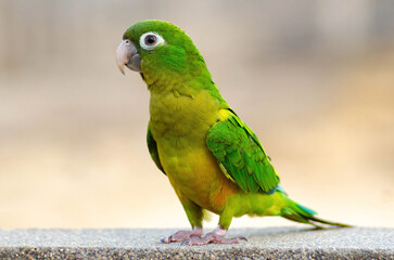 PERIQUITO DA CAATINGA, Eupsittula cactorum, PERIQUITO, PERIQUITO RICO, PERIQUITO VERDE, PERIQUITO LORO, PERIQUITO LOURO, LOURO