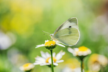  a cabbage butterfly on the flower