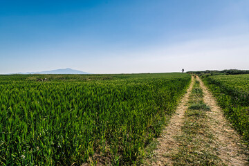 Fototapeta premium 가파도 청보리밭과 제주도 한라산