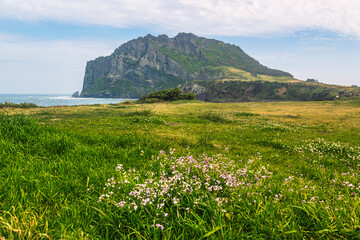 제주도 성산일출봉과 무꽃
