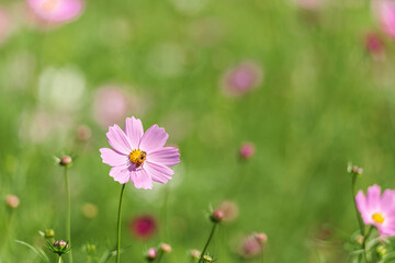 활짝핀 분홍색 코스모스 꽃잎 위의 꿀벌
