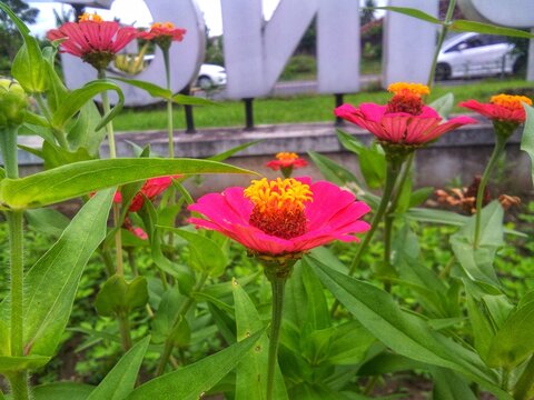 Zinnia flower is so beautiful and charming 