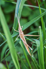 an Oriental longheaded locust. grasshopper. click beetle.