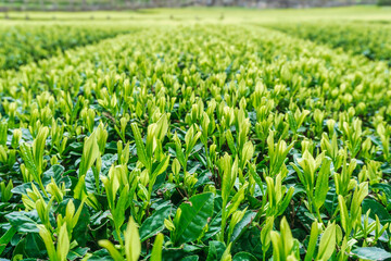Fototapeta premium green tea field in Jeju island.
