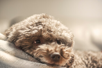 a poodle resting on its knees