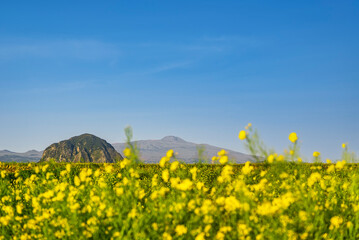 유채꽃 사이로 보이는 제주도의 산방산과 한라산