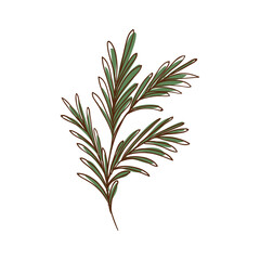 rosemary leaves icon
