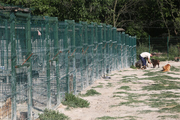 Animal lover man feeds the dogs at the animal shelter in Istanbul, Turkey. 