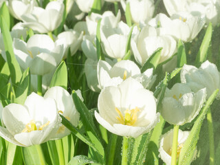 white tulips in the garden