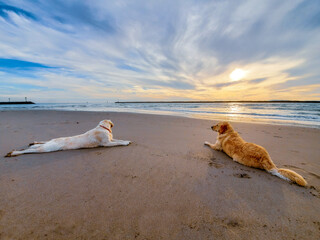 Golden Retriever dogs lying on beach watching the sunset over the ocean with clouds.  - Powered by Adobe