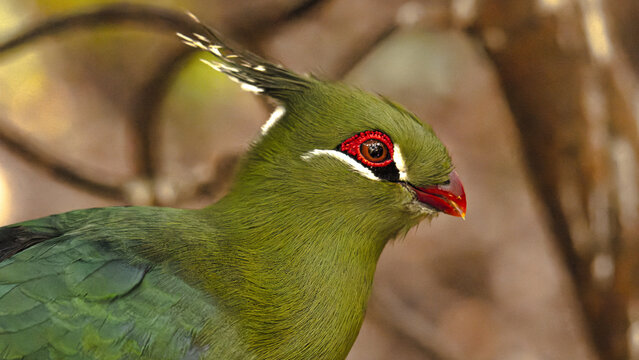 Turaco de schalow, pajaro de color verde, ojos rojos y pelo parado