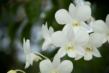 Close up of white orchid flower on blurred background