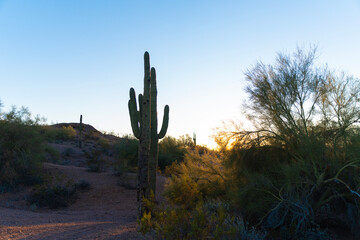 Saguaro Cactus wide angle photo in the Sonoran desert in Phoenix, Arizona.