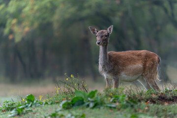 Fallow deer (Dama dama) in a dark forest. Amsterdamse Waterleidingduinen in the Netherlands. National Animal of Antigua and Barbuda.
Forest background.                                    