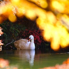 紅葉景色と白鳥