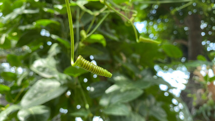 Wild Maracuja stem or passion fruit shrub (Passiflora foetida) coiled.