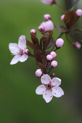 Pink flowers bloomed on the cherry branches.