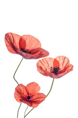 Bouquet of red poppies isolated on white background.