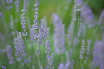 Lilac lavender grows in the morning field