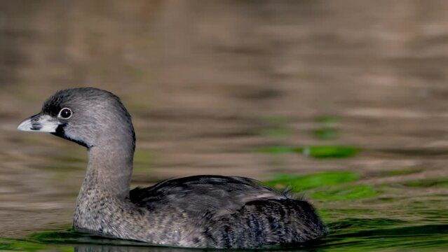 Stocky pied-billed grebe, podilymbus podiceps with black throat and black band on its bill, swimming and moving across the water, searching for potential mating partner during summer breeding season.