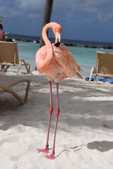 pink flamingos on Flamingo Beach, Aruba