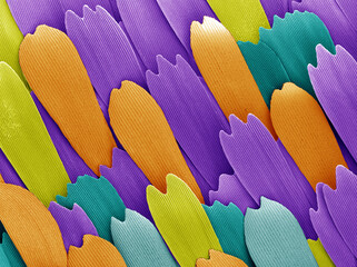 Colorized scanning electron microscopy image of a butterfly wing