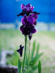 Purple iris flowers. Flowers in the garden. Background