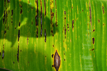 Line and color on banana leaves, abstract background
