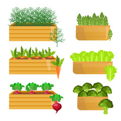 Vegetables growing in wooden crates cartoon illustrations set. Collection of planters with greens, carrots, lettuce, beetroot, broccoli isolated on white background. Gardening, nature, growth concept - obrazy, fototapety, plakaty
