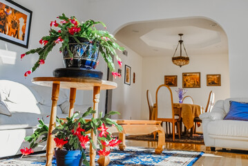 View of sunlit living room in Midwestern house with blooming Christmas cactus plants; dining room in background