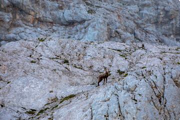 Chamois in Julian alps, Slovenia	