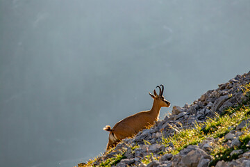Chamois in Julian alps, Slovenia	