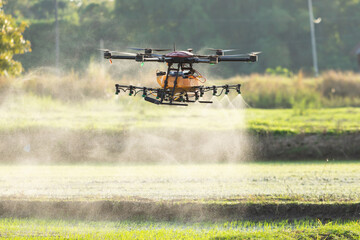 Agriculture drone flying over the rice field to sprayed chemical or fertilizer. Technology for...