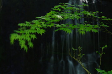 landscape of spring,fresh green and trees