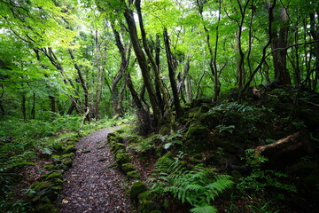 Fototapeta na wymiar fine fresh green forest with old trees and mossy rocks 
