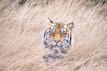 Portrait of a male tiger looking directly at the camera. He is almost completely hidden by long grass which is motion blurred by wind.