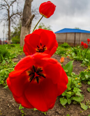 Three red tulips. Tulips in the garden. Background